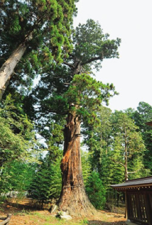 安良川八幡宮の爺杉（国指定天然記念物）