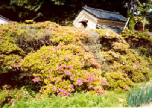 サツキの古木群(市指定天然記念物)