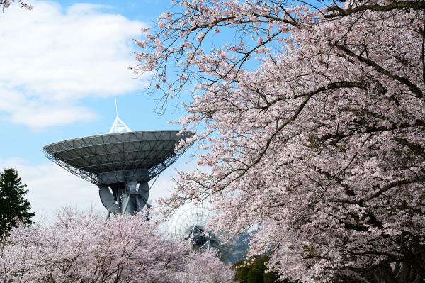 『さくら宇宙公園ポスター』の画像