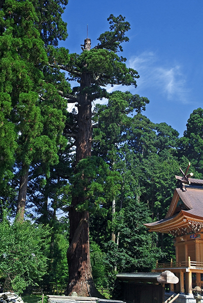 『安良川八幡宮の爺杉（国指定天然記念物）』の画像