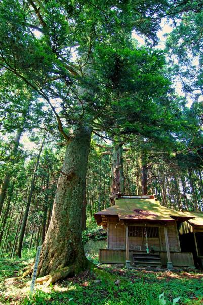 『王塚神社のスギ・モミ（県指定天然記念物）』の画像