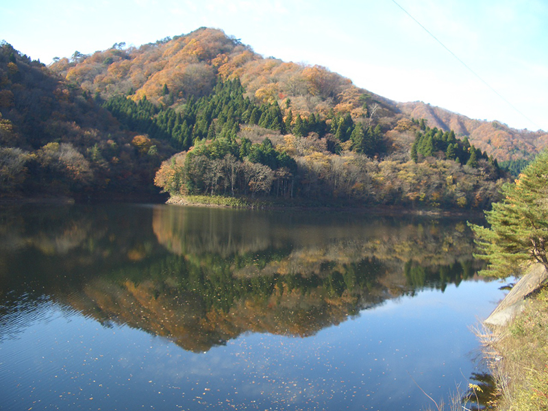 『花貫暖帯・温帯混交自然林（市指定天然記念物）』の画像