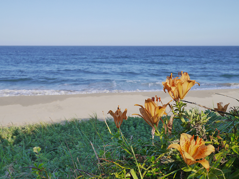 『赤浜海岸（拡大）』の画像