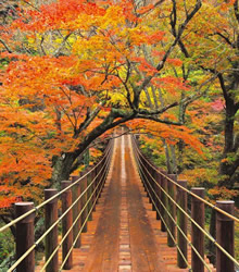 6. 汐見滝吊り橋