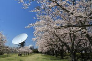 『さくら宇宙公園４【春・小】』の画像