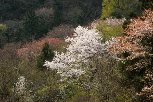 花貫さくら公園３