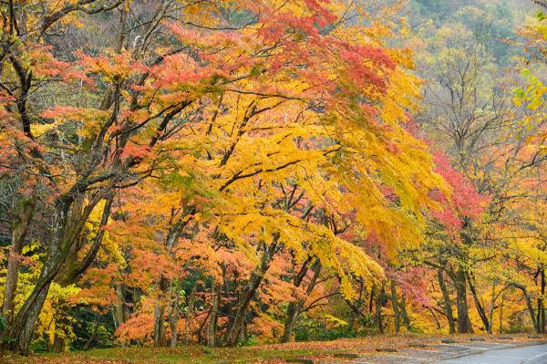 花貫さくら公園紅葉１
