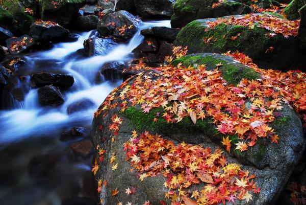 『花貫渓谷　紅葉５』の画像