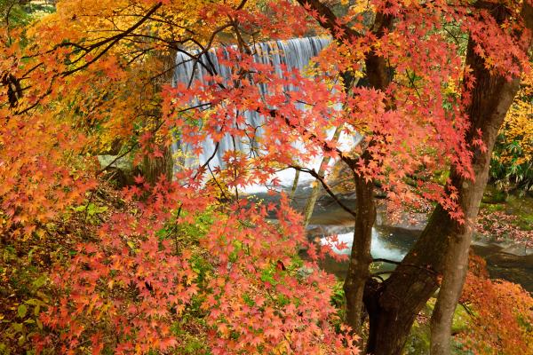 小滝沢キャンプ場　紅葉写真1