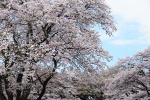 『宇宙公園さくら１』の画像