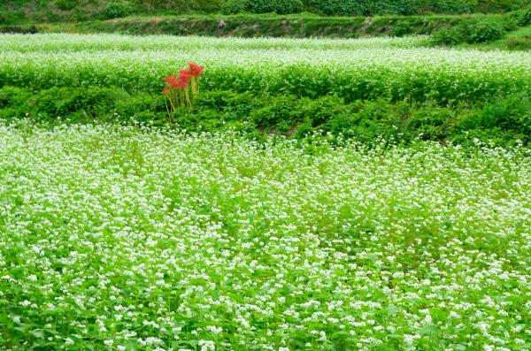 『水田』の画像